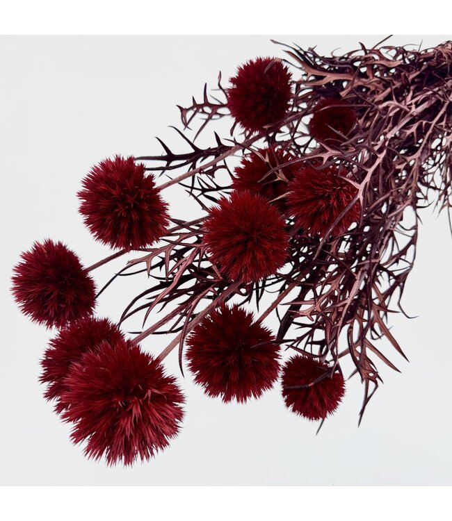 Red preserved Echinops dried flowers | Per 10 stems | Length ± 65 centimetres | Available per bunch