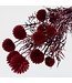 Red preserved Echinops dried flowers | Per 10 stems | Length ± 65 centimetres | Available per bunch