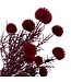 Red preserved Echinops dried flowers | Per 10 stems | Length ± 65 centimetres | Available per bunch