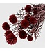 Red preserved Echinops dried flowers | Per 10 stems | Length ± 65 centimetres | Available per bunch