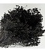 Black Broom Bloom dried flowers | Weight ± 100 grams | Length ± 50 centimetres | Available per bunch