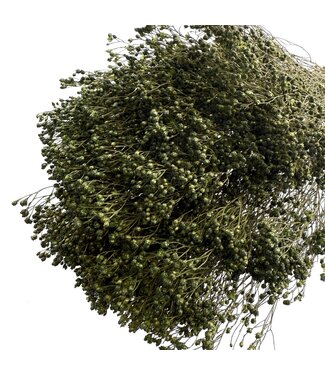 LDD Dark Green Broom Bloom Dried Flowers | Weight ± 100 grams | Length ± 50 centimetres | Per bunch