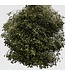 Dark Green Broom Bloom Dried Flowers | Weight ± 100 grams | Length ± 50 centimetres | Available per bunch