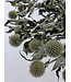 Natural white Echinops dried flowers | Per 9 stems | Length ± 65 centimetres | Available per bunch