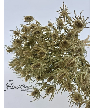 SLF Natural white Eryngium dried flowers | Per 9 stems | Length ± 65 centimetres | Per bunch