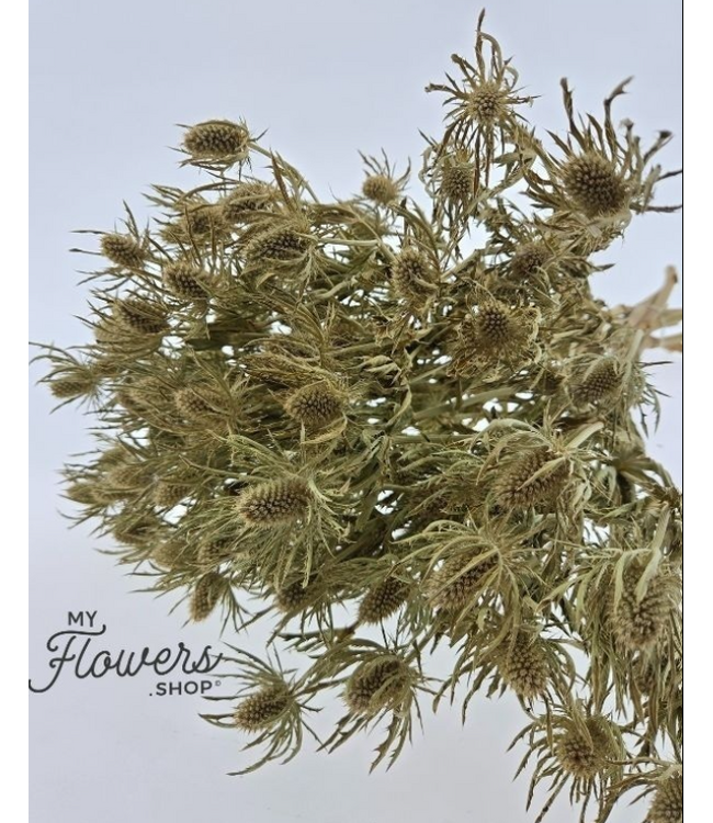 Natural white Eryngium dried flowers | Per 9 stems | Length ± 65 centimetres | Available per bunch