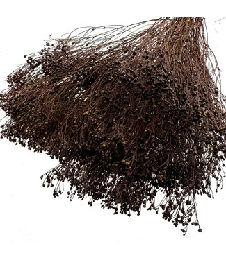 LDD Dark Brown Broom Bloom Dried Flowers | Weight ± 100 grams | Length ± 50 centimetres | Per bunch