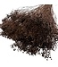 Dark Brown Broom Bloom Dried Flowers | Weight ± 100 grams | Length ± 50 centimetres | Available per bunch