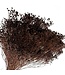 Dark Brown Broom Bloom Dried Flowers | Weight ± 100 grams | Length ± 50 centimetres | Available per bunch