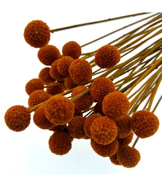 Casa Alegria Orange Craspedia dried flowers | Per 35 stems | Length ± 55 centimetres | Per bunch
