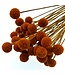 Orange Craspedia dried flowers | Per 35 stems | Length ± 55 centimetres | Available per bunch