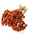 Orange Craspedia dried flowers | Per 35 stems | Length ± 55 centimetres | Available per bunch