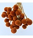 Orange Craspedia dried flowers | Per 35 stems | Length ± 55 centimetres | Available per bunch