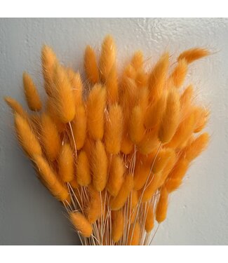 Dutch Dried Bright Salmon Lagurus dried flowers | Weight ± 100 grams | Length ± 70 centimetres | Per bunch