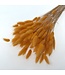 Bright Salmon Lagurus dried flowers | Weight ± 100 grams | Length ± 70 centimetres | Available per bunch