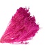 Dark Pink Broom Bloom dried flowers | Weight ± 100 grams | Length ± 50 centimetres | Available per bunch