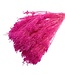 Dark Pink Broom Bloom dried flowers | Weight ± 100 grams | Length ± 50 centimetres | Available per bunch