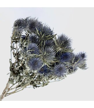 SLF Blue natural Eryngium Magnum Blue dried flowers | Per 10 stems | Length ± 70 centimetres | Per bunch