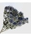 Blue natural Eryngium Magnum Blue dried flowers | Per 10 stems | Length ± 70 centimetres | Available per bunch