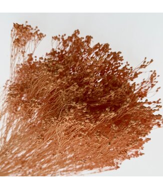 LDD Salmon-coloured Broom Bloom dried flowers | Weight ± 100 grams | Length ± 50 centimetres | Per bunch