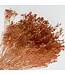 Salmon-coloured Broom Bloom dried flowers | Weight ± 100 grams | Length ± 50 centimetres | Available per bunch