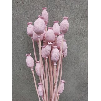 Dutch Dried Pink Misty Papaver Somniferum dried flowers | Length ± 65 centimetres | Weight ± 200 grams