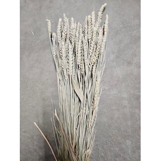 Dutch Dried Soft White Triticum - Tarwe droogbloemen | Lengte ± 70 centimeter | Gewicht ± 175 gram
