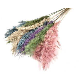 Dutch Dried Pasteltinten gedroogde Pampas pluimen | Lengte ± 70 centimeter | Per 10 takken