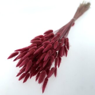 Dutch Dried Old Pink Lagurus Dried Flowers | Length ± 65 centimetres | Weight ± 100 grams
