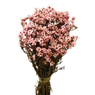 Casa Alegria Lichtroze Ixodia droogbloemen | Lengte ± 35 centimeter | Gewicht ± 50 gram