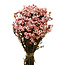 Light pink Ixodia dried flowers | Length ± 35 centimetres | Weight ± 50 grams