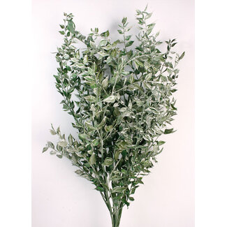 Casa Alegria Green shades Ruscus dried flowers | Length ± 65 centimetres | Weight ± 100 grams
