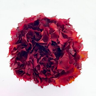 Casa Alegria Red preserved Hydrangea flowers | Length ± 30 centimetres | Weight ± 50 grams