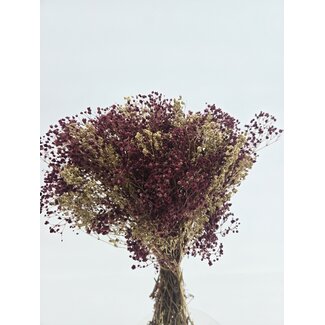 Casa Alegria Bordeaux goudkleurige Mix gepreserveerd Gipskruid droogbloemen