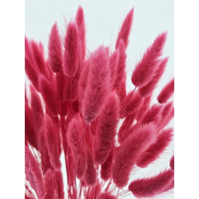 Cherry-coloured Lagurus dried flowers | Length ± 65 centimetres | Weight ± 100 grams