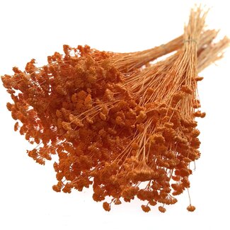 Casa Alegria Orange Achillea Silvestre dried flowers | Length ± 65 centimetres | Weight ± 175 grams