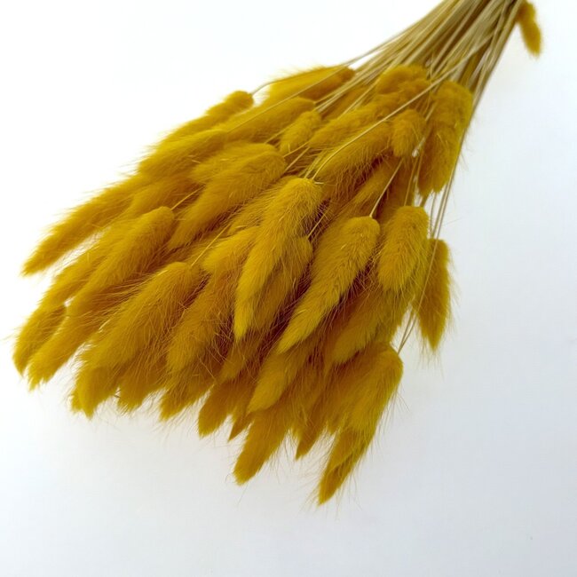 Okergele Lagurus droogbloemen | Lengte ± 65 centimeter | Gewicht ± 100 gram