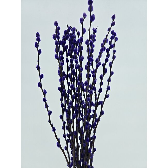 Intense purple Salix catkins | Length ± 70 centimetres | Per 10 branches