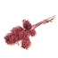 Pink Ammi Majus dried flowers | Length ± 70 centimetres | Per 10 stems