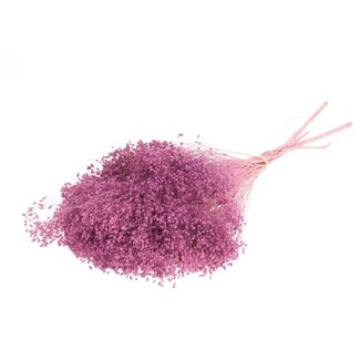 Dutch Dried Purple preserved Broom Bloom | Length ± 60 centimetres | Weight 100 grams