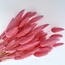 Lagurus rose séché | Longueur ± 65 centimètres | Poids ± 100 grammes