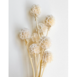 Casa Alegria White bleached Scabiosa dried flowers | Length ± 30 centimetres | Per 10 scabiosas