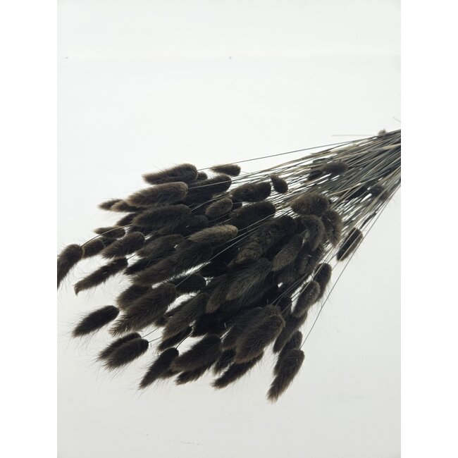 Braun-schwarze Lagurus Trockenblumen | Länge ± 65 Zentimeter | Gewicht ± 100 Gramm