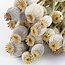 Papaver Somniferum séchées naturelles | Longueur ± 65 centimètres | Poids ± 200 grammes
