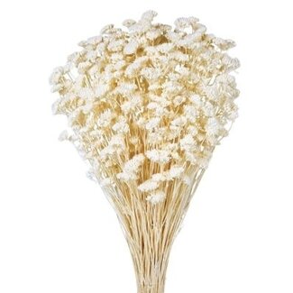 Casa Alegria White bleached Achillea Silvestre dried flowers | Length ± 65 centimetres | Weight ± 175 grams