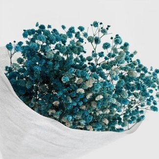 Dutch Dried Light Blue Gypsophila Dried Flowers | Preserved Baby's Breath | Length ± 65 centimetres | Per 100 grams