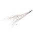 Silver Birch Branches | Length ± 60 centimetres | Per 10 branches