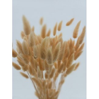 Dolce Vita Lachsfarbene Lagurus Trockenblumen | Länge ± 65 Zentimeter | Gewicht ± 100 Gramm