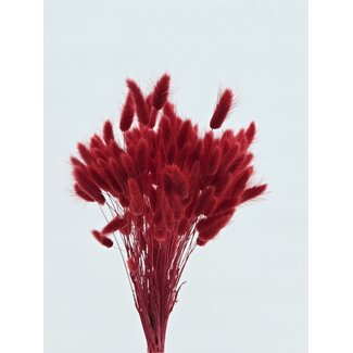 Dolce Vita Red Lagurus dried flowers | Length ± 65 centimetres | Weight ± 100 grams