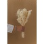 White bleached Broom Bloom dried flowers | Length ± 50 centimetres | Weight 100 grams